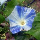 BULK - IPOMOEA TRICOLOR Morning glory Flying saucer 200 seeds