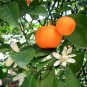 TANGERINE Citrus reticulata 10 seeds