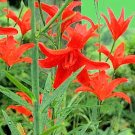 LILIUM CONCOLOR var strictum Morning Star Lily 10 seeds