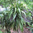 BULK PALM LILY cordyline stricta dragena agavaceae 100 seeds