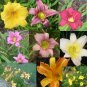 Daylily mix - many colors 20 seeds