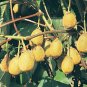 KIWI FRUIT   ACTINIDIA CHINENSIS 200 seeds