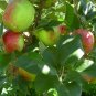 HONEYCRISP apple tree sweet & tart 10 seeds