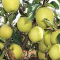 Golden Delicious apple tree crisp sweet fresh 10 seeds