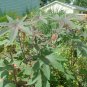 CASTOR BEAN red,green and pink MOLE REPELLENT 10 seeds