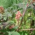 BULK - CASTOR BEAN red green pink MOLE REPELLENT 50 seeds