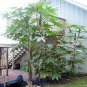 CASTOR BEAN green ZANZIBAR MOLE REPELLENT 10 seeds