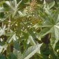 BULK - CASTOR BEAN green ZANZIBAR MOLE REPELLENT 100 seeds