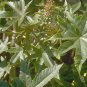 BULK - CASTOR BEAN green ZANZIBAR MOLE REPELLENT 1000 seeds