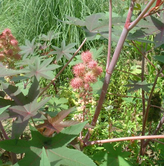 CASTOR BEAN pink Carmencita MOLE REPELLENT 10 seeds