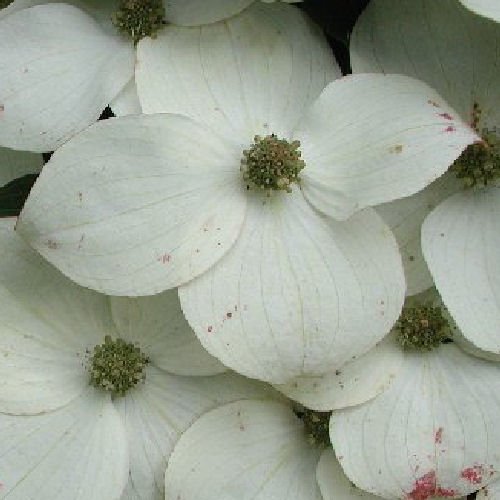 Kousa DOGWOOD - CORNUS Kousa 10 seeds