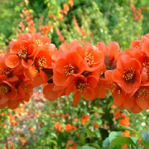 BULK FLOWERING QUINCE Chaenomeles Japonica BONSAI 100 seeds