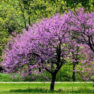 BULK EASTERN REDBUD Cercis canadensis 100 seeds