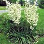 BULK YUCCA FILAMENTOSA ADAMS NEEDLE zone 5 hardy 50 seeds