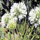AGAPANTHUS GETTY WHITE white African Lily 50 seeds