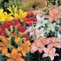 ASIATIC LILY HYBRIDS color mix 50 seeds