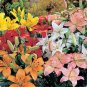 BULK ASIATIC LILY HYBRIDS color mix 500 seeds