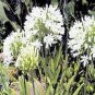 BULK AGAPANTHUS GETTY WHITE white African Lily 1000 seeds