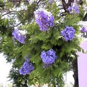 BULK BLUE JACARANDA MIMOSIFOLIA flowering tree 500+ seeds