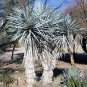BLUE YUCCA RIGIDA  showy specimen winter hardy 50 seeds