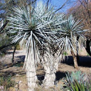 BULK BLUE YUCCA RIGIDA  showy specimen winter hardy 1000 seeds