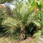 BULK BUTIA CAPITATA PINDO PALM cold hardy 50 seeds