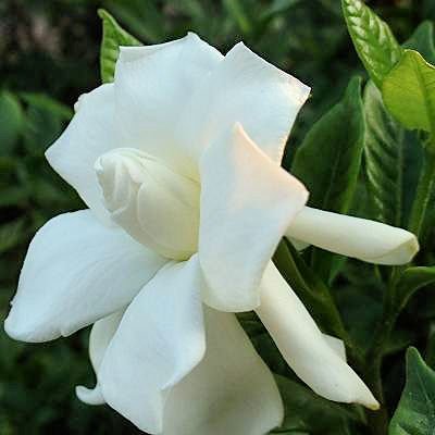 BULK CAPE JASMINE GARDENIA JASMINOIDES fragrant 100 seeds