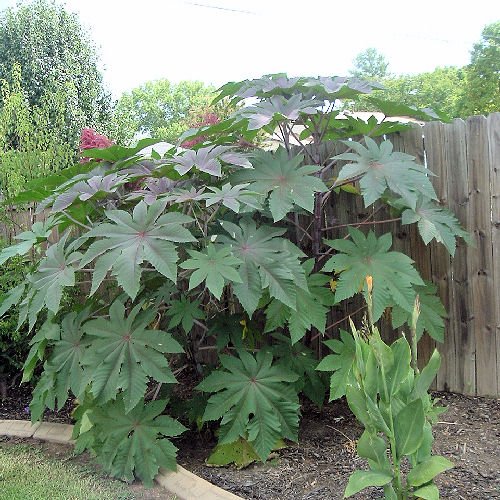 BULK CASTOR BEAN red green pink MOLE REPELLENT 1000 seeds