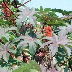 BULK - CASTOR BEAN red SANGUINEA MOLE REPELLENT 500 seeds