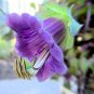 BULK - CATHEDRAL BELLS cup and saucer vine Cobaea SCANDENS 500 seeds