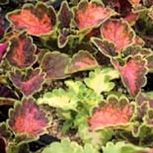 BULK - COLEUS CAREFREE MIX colorful shade plant 5000+ seeds