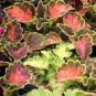 BULK - COLEUS CAREFREE MIX colorful shade plant 2500+ seeds