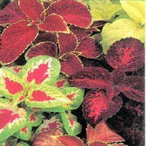 BULK COLEUS RAINBOW MIX Solenostemon scutellaroides 5000+ seeds