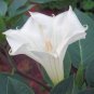 DATURA INOXIA white devil's trumpet 50 seeds