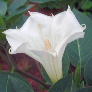 BULK DATURA INOXIA white devil's trumpet 500 seeds