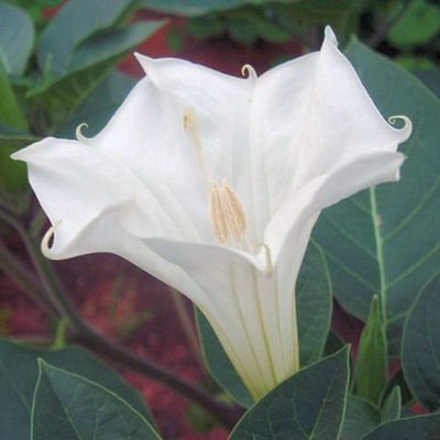 BULK DATURA INOXIA White Devil's Trumpet 1000+ Seeds