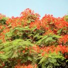 BULK Delonix regia ROYAL POINCIANA FLAMBOYANT TREE extremly colorful 500 seeds
