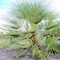 BULK EUROPEAN FANPALM CHAMAEROPS HUMILIS cold hardy 50 seeds