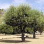 EUROPEAN OLIVE TREE - OLEA EUROPAEA perfect as bonsai 50 seeds