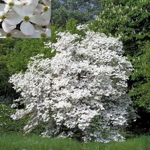 FLOWERING DOGWOOD CORNUS FLORIDA 50 seeds