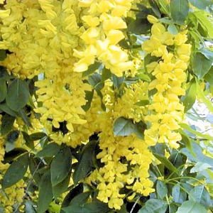 BULK GOLDEN CHAIN TREE - LABURNUM ANAGYROIDES 500 seeds