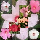 BULK Hardy Hibiscus 7 color shades, mixed package 100 seeds