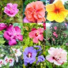 HIBISCUS SYRIACUS - ROSE OF SHARON variety mix 50 seeds