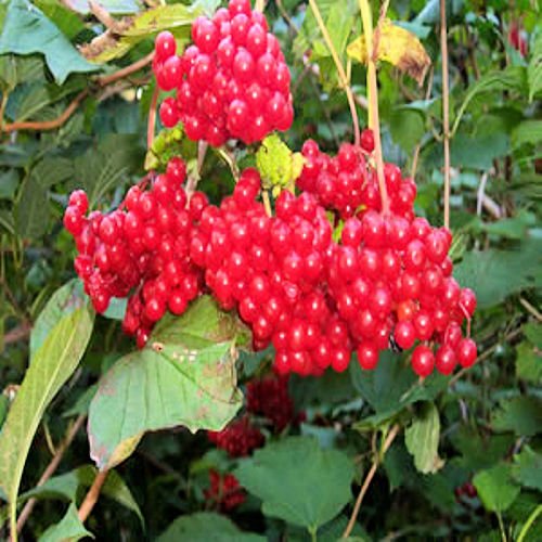 BULK Highbush AMERICAN CRANBERRY Viburnum Trilobum 1000 seeds