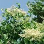 BULK JAPANESE TREE LILAC SYRINGA RETICULATA  fragant 1500 seeds