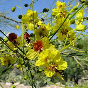 BULK JERUSALEM THORN Parkinsonia aculeata 1000 seeds