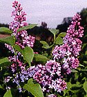 LATE LILAC SYRINGA VILLOSA extremly fragrant 75 seeds