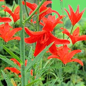 BULK LILIUM CONCOLOR var strictum Morning Star Lily 50 seeds