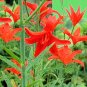 BULK LILIUM CONCOLOR var strictum Morning Star Lily 50 seeds