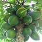 BULK - MELON TREE - CARICA PAPAYA 500 seeds